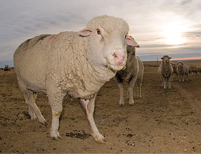 Photograph of Targhee sheep on open range.