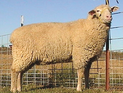 Photograph of a Polypay ewe.