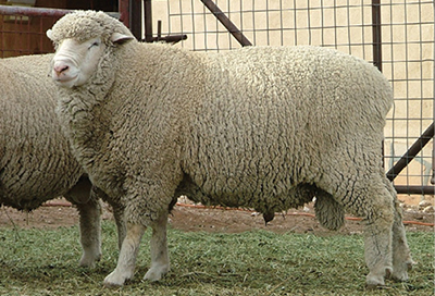 Photograph of a South African Meat Merino (SAMM) ram.