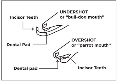 Illustration of jaw malformations.