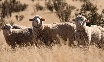 Photograph of sheep on open range.