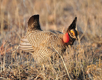 Figure 2. Lesser prairie chicken (Tympanuchus pallidicinctus) is a species that often occupies common rangeland areas. Grazing is a tool that can create and maintain vegetative cover and structure needs of this animal species.