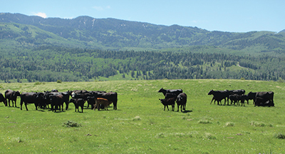 Fig. 03: Photograph of cattle grazing high-elevation range in Rio Arriba County, NM.