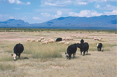 Fig. 01: Photograph of common use grazing by cattle and sheep on Chihuahuan desert grassland.