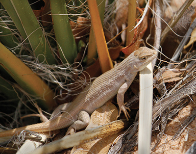 Figure 2. Dunes sagebrush lizard (Sceloporus arenicolus) is a species that often occupies common rangeland areas. Grazing is a tool that can create and maintain vegetative cover and structure needs of this animal species.