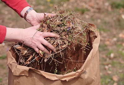 Photograph of a person adding yard waste to a paper bag.