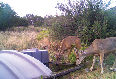 Fig. 03: Photograph of two mule deer bucks drinking from a dank. The deer on the right has an injury to his neck.