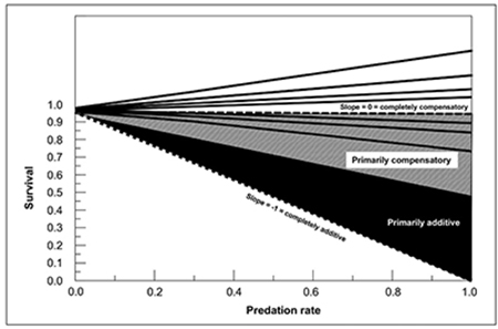 Fig. 04: Graph showing effect of increasing predation rate on the survival rate of individuals in a population determines whether predation is additive or compensatory mortality. Full description is in Figure 4 caption.