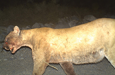 Fig. 07: Photograph of a puma with injuries to its face.  