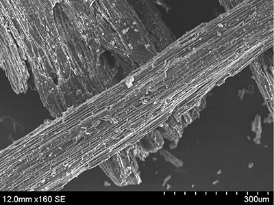 Photograph showing surface texture of biochar made from big saltbush (Atriplex lentiformis) stems under a scanning electron microscope.
