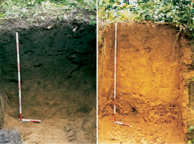Photograph showing soil profile of terra preta compared to the native soil profile in the same region.