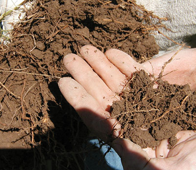 Photograph of a hand holding soil and roots.