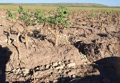 Figure 6: Photograph of an alfalfa field with deep scours in the soil.