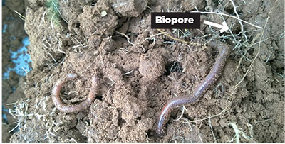 Figure 9: Photograph of two earthworms in soil.