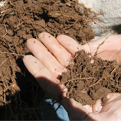 Photograph of a hand holding soil and roots.