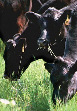 Photograph of several cattle grazing forage.