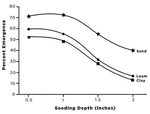 Figure 04: Line graph showing effect of seeding depth on emergence of alfalfa. Percent emergence declines with increasing seeding depth; sandy soils have the best percent emergence.