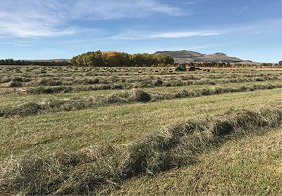Photograph of a field of cut, windrowed hay.