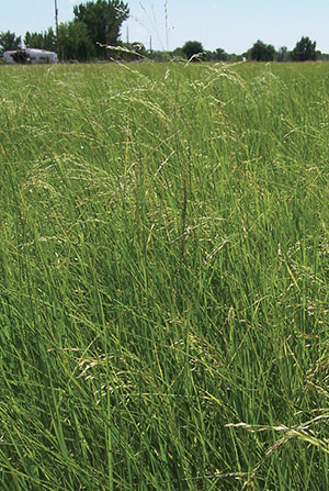 Photograph of a field of grass forage.