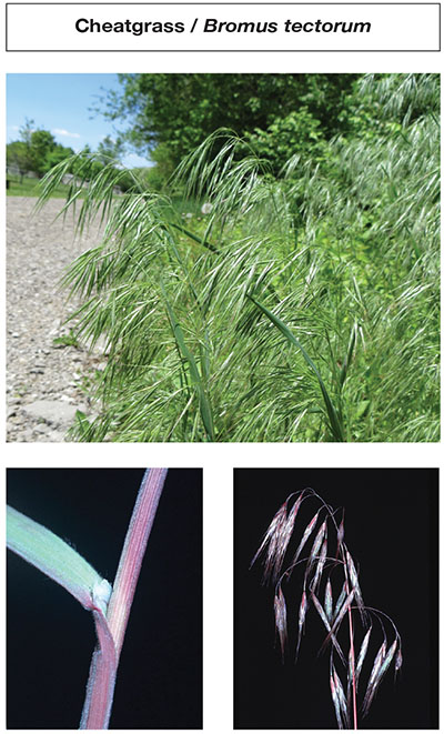 Photograph of cheatgrass / Bromus tectorum.