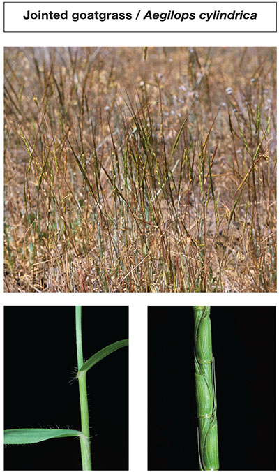 Photograph of jointed goatgrass / Aegilops cylindrica.