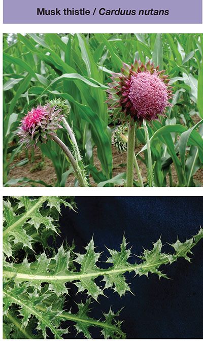 Photograph of musk thistle / Carduus nutans.
