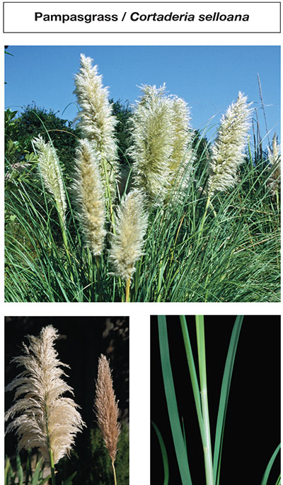 Photograph of pampasgrass / Cortaderia selloana.