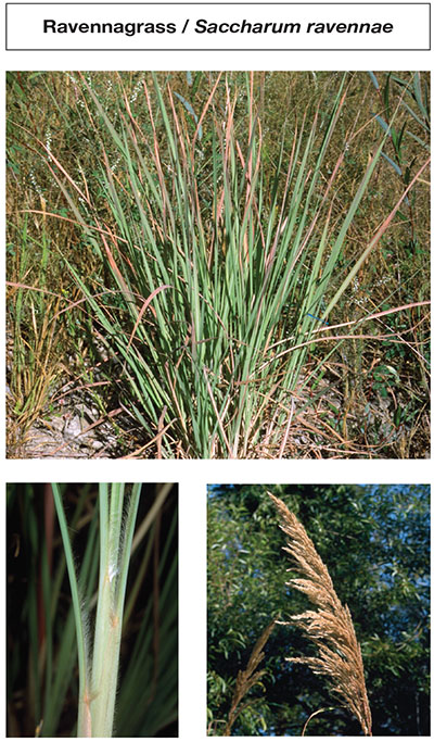 Photograph of ravennagrass / Saccharum ravennae.
