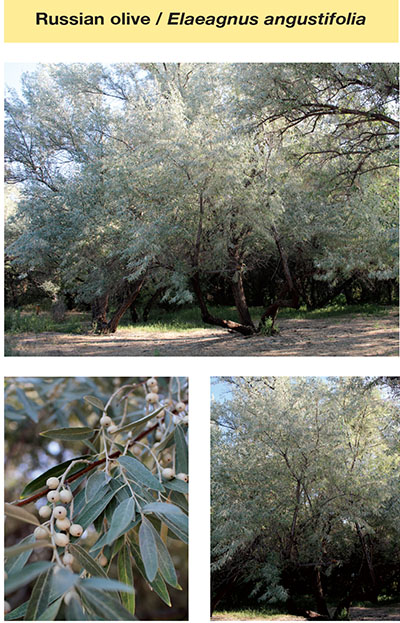 Photograph of Russian olive / Elaeagnus angustifolia.