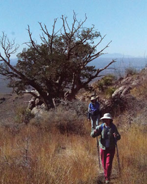 Photograph of two people hiking with a large juniper tree nearby.