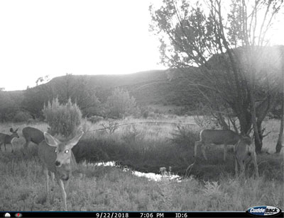 Fig. 04: Photograph from a game camera of mule deer near a small creek.