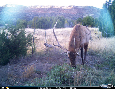 Fig. 05: Photograph from a game camera of a bull elk.