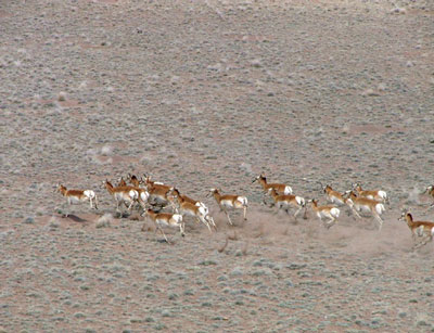 Fig. 06: Aerial photograph of a herd of pronghorn.