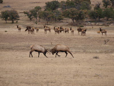 Fig. 07: Photograph of a group of elk with two bull elk fighting in the foreground.