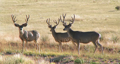 Photograph of three mule deer bucks.