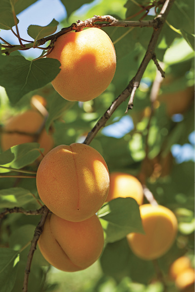 Photo of apricots on tree branches.
