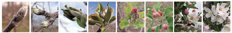 Photos of apples in different developmental stages: Silver Tip, Green Tip, Half-Inch Green, Tight Cluster, First Pink (Pink), Full Pink (Open Cluster), First Bloom (King Bloom) and Full Bloom and Post-bloom.  