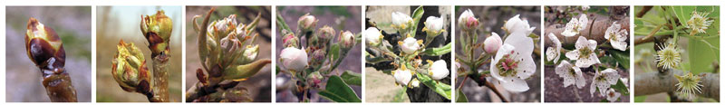 Photos of pears in different developmental stages: Swollen Bud (Scale Separation), Bud Burst (Blossom Buds Exposed), Green Cluster (Tight Cluster), White Bud (First White, Popcorn), Full White, First Bloom (King Blossom), Full Bloom, Petal Fall (Post-bloom).