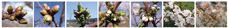 Photos of cherries in different developmental stages: Swollen Bud (First Swell), Bud Burst (Green Tip), Tight Cluster, White Bud (First White, Popcorn), First Bloom, Full Bloom, Post-bloom.