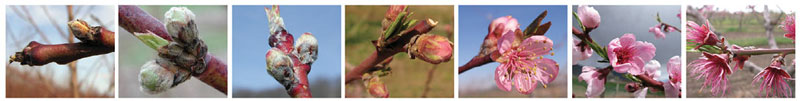 Photos of peaches/nectarines in different developmental stages: Swollen bud (First Swell), Calyx Green, Quarter-inch Green (Calyx Red), Pink (First Pink), First Bloom, Full Bloom, Post-bloom.
