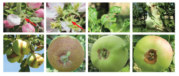 Photographs of frost damage to apple flowers, leaves, and fruit.