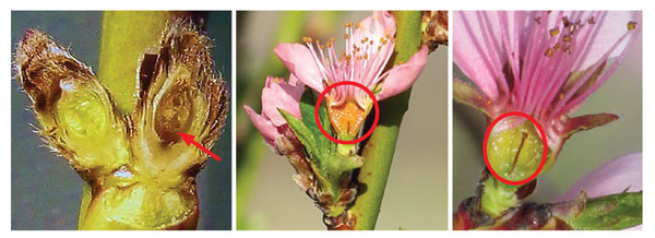 Photographs of winter damage to peach buds and flowers.