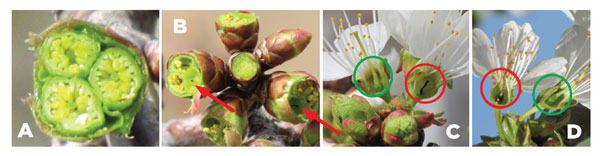 Photographs of healthy and winter-damaged cherry buds and flowers.