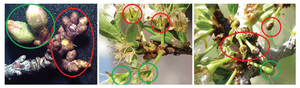Photographs of healthy and winter-damaged plum buds and flowers.