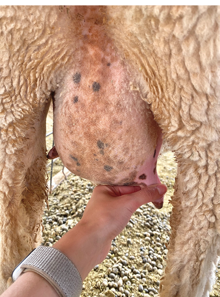 Fig. 02: Photograph of a hand stripping a ewe’s teats.