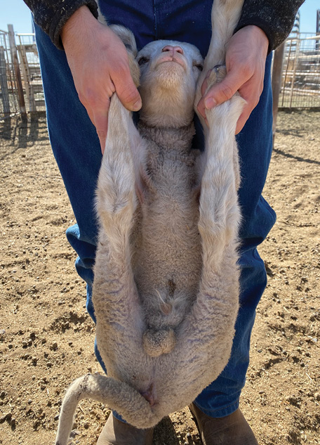 Fig. 05: Photograph demonstrating the method for restraining a lamb for tail docking and castration.