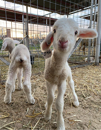 Photograph of two lambs.