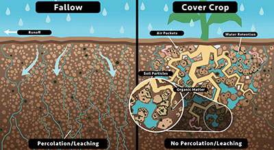 Fig. 02: Illustration comparing soils with and without cover crops.