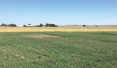 Fig. 03: Photograph of a field planted to a winter wheat-cover crop rotation.