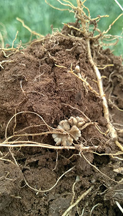 Fig. 04: Photograph showing root nodules on a legume crop.